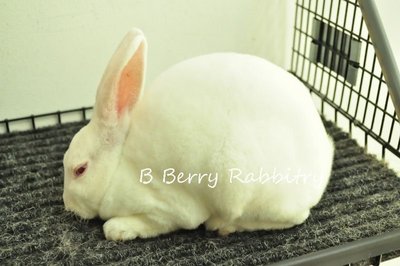 Mini Rex - Rew 28 - Mini Rex Rabbit