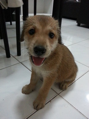 Browny - Mixed Breed Dog