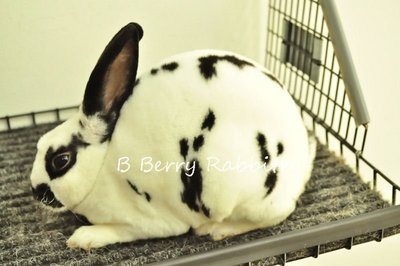 Mini Rex - Broken Black 284 - Mini Rex Rabbit