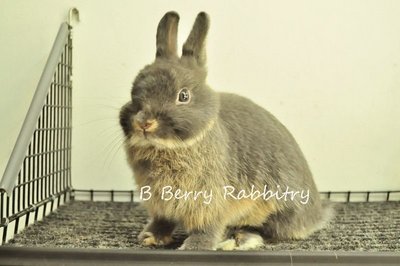 Netherland Dwarf - Blue Otter 28 - Netherland Dwarf Rabbit