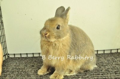 Netherland Dwarf - Opal 28 - Netherland Dwarf Rabbit