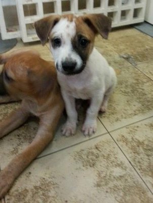 Zorro Boy And Brown Boy. - Mixed Breed Dog