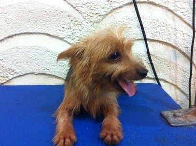 Maltese Mixed Yorkie For Adopiton  - Yorkshire Terrier Yorkie Dog