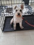 Justin - Schnauzer Dog