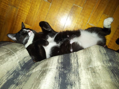 Bee Wee - Tuxedo Cat