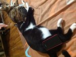 Bee Wee - Tuxedo Cat