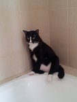 Bee Wee - Tuxedo Cat