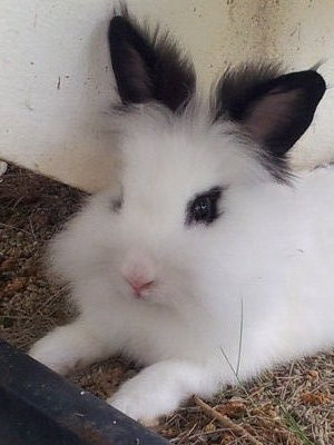 Black Eye And Daughters - Rex + Angora Rabbit Rabbit