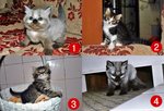 Kitten 1,2,3,4 Nego - Persian + Tabby Cat