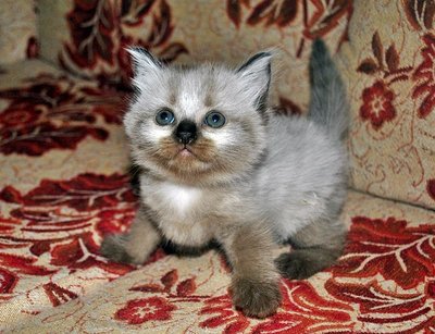 Kitten 1,2,3,4 Nego - Persian + Tabby Cat