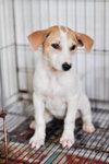 Batches - Mixed Breed Dog