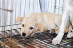 Corolla - Mixed Breed Dog