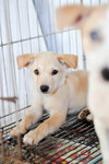 Corolla - Mixed Breed Dog