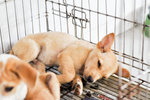 Corolla - Mixed Breed Dog