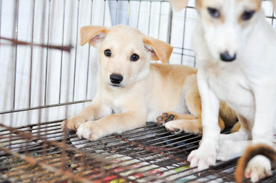 Corolla - Mixed Breed Dog