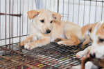 Corolla - Mixed Breed Dog