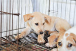 Corolla - Mixed Breed Dog
