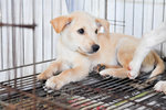Corolla - Mixed Breed Dog