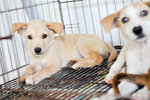Corolla - Mixed Breed Dog