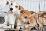 Daisoh - Mixed Breed Dog