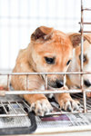 Daisoh - Mixed Breed Dog