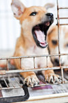 Daisoh - Mixed Breed Dog
