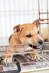 Daisoh - Mixed Breed Dog