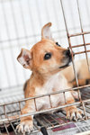 Daisoh - Mixed Breed Dog