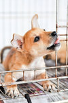 Daisoh - Mixed Breed Dog