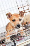 Daisoh - Mixed Breed Dog