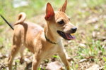 Daisoh - Mixed Breed Dog