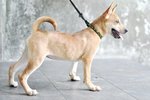 Daisoh - Mixed Breed Dog