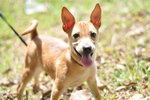 Daisoh - Mixed Breed Dog