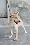 Daisoh - Mixed Breed Dog