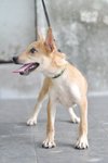 Daisoh - Mixed Breed Dog