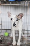 Jacker - Jack Russell Terrier Dog