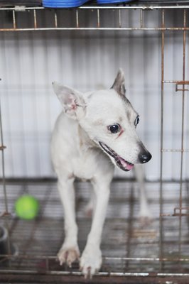 Jacktee - Jack Russell Terrier Dog