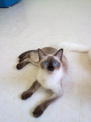 Dedo  + Free Gifts - Siamese Cat