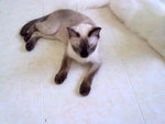 Dedo  + Free Gifts - Siamese Cat