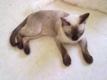 Dedo  + Free Gifts - Siamese Cat