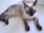 Dedo  + Free Gifts - Siamese Cat