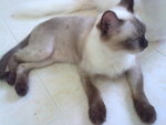 Dedo  + Free Gifts - Siamese Cat