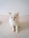 Snowball + Free Gifts - Persian Cat