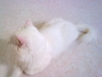 Snowball + Free Gifts - Persian Cat