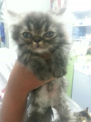 Kitten - Persian Cat