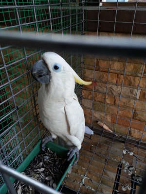 Greater Sulfer - Cockatoo Bird