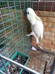 Greater Sulfer - Cockatoo Bird