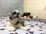 Snow - Shih Tzu Dog