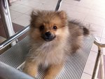 Bearbear - Pomeranian Dog