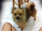 Bearbear - Pomeranian Dog